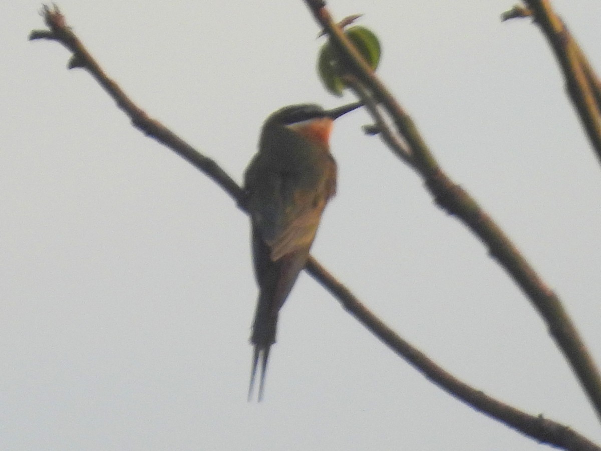 Olive Bee-eater - ML646401754