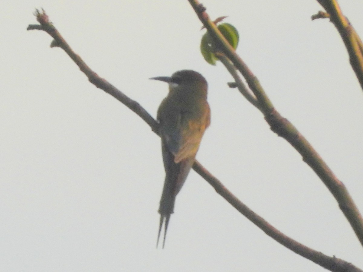 Olive Bee-eater - ML646401755