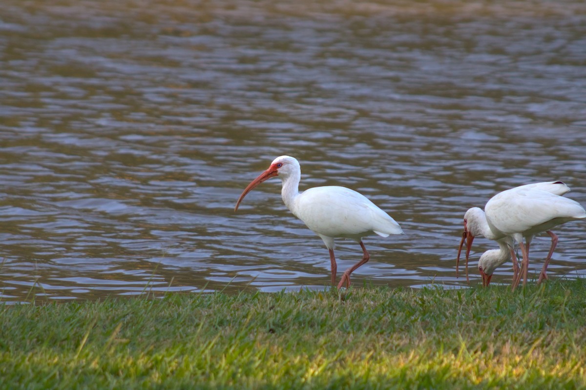 White Ibis - ML646401756