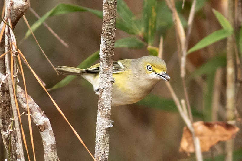 White-eyed Vireo - ML646401757