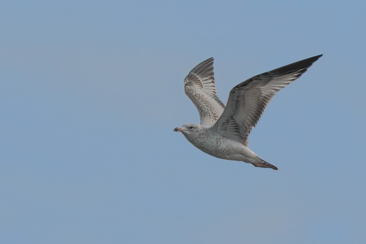 Ring-billed Gull - ML646401761