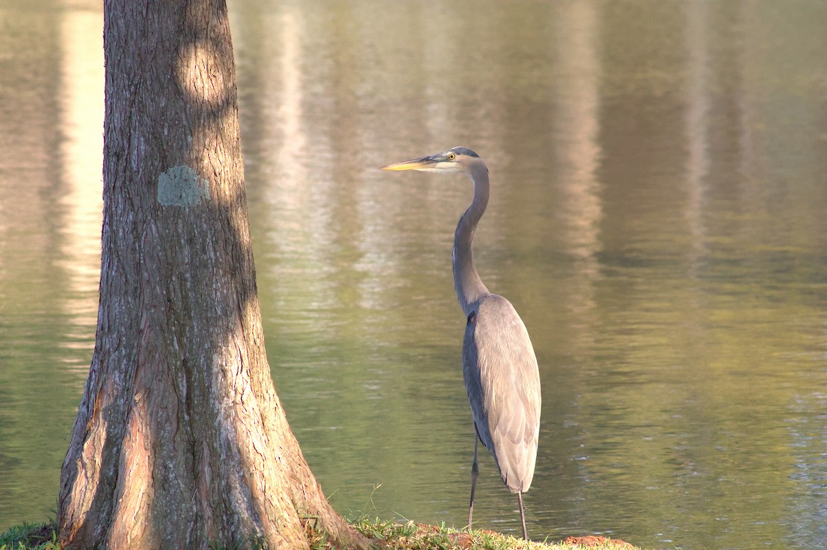 Great Blue Heron - ML646401762