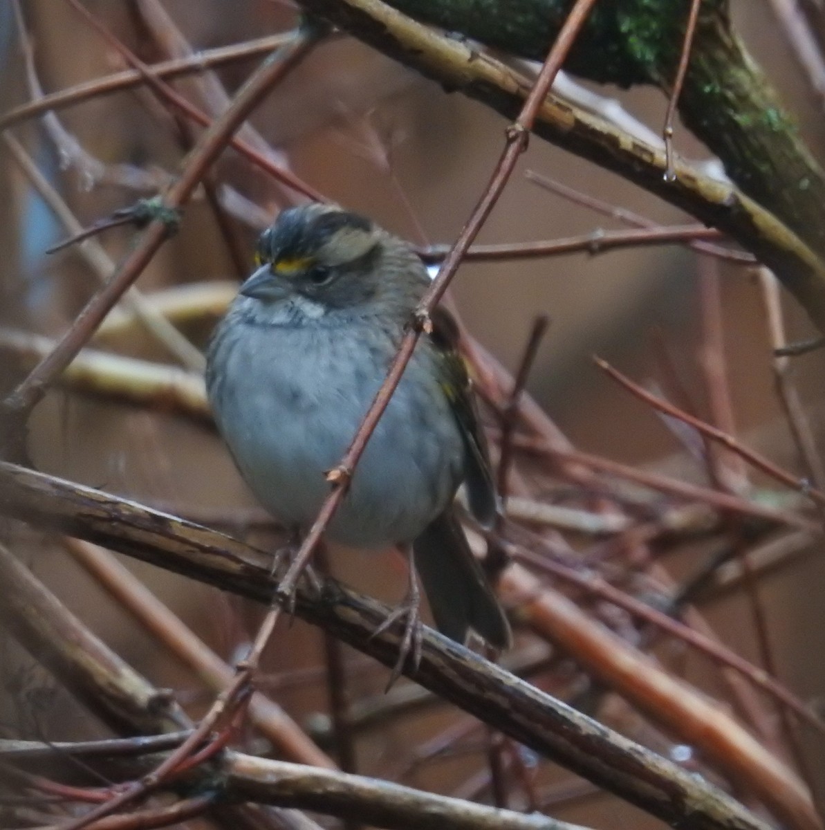 White-throated Sparrow - ML646401763