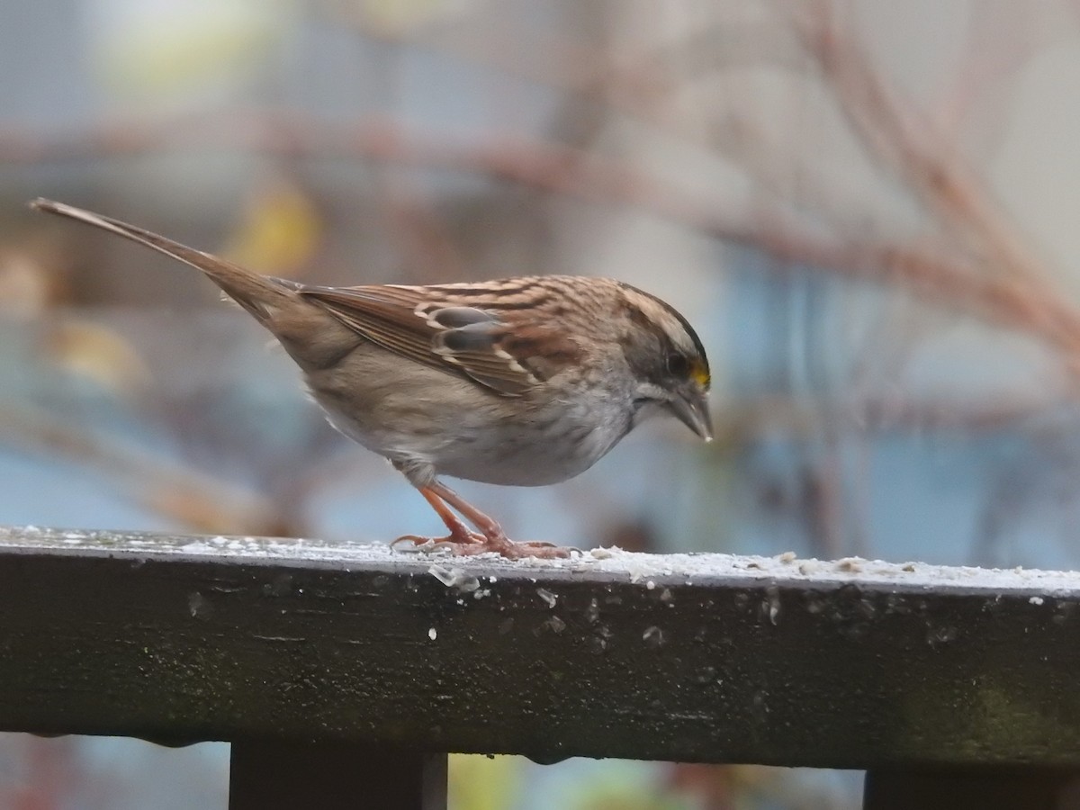 White-throated Sparrow - ML646401764