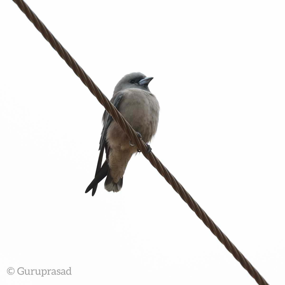 Ashy Woodswallow - ML646401765