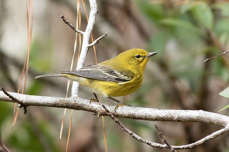 Pine Warbler - ML646401767