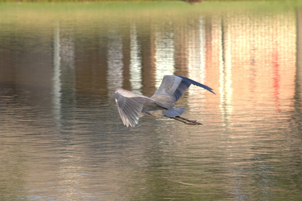 Great Blue Heron - ML646401768