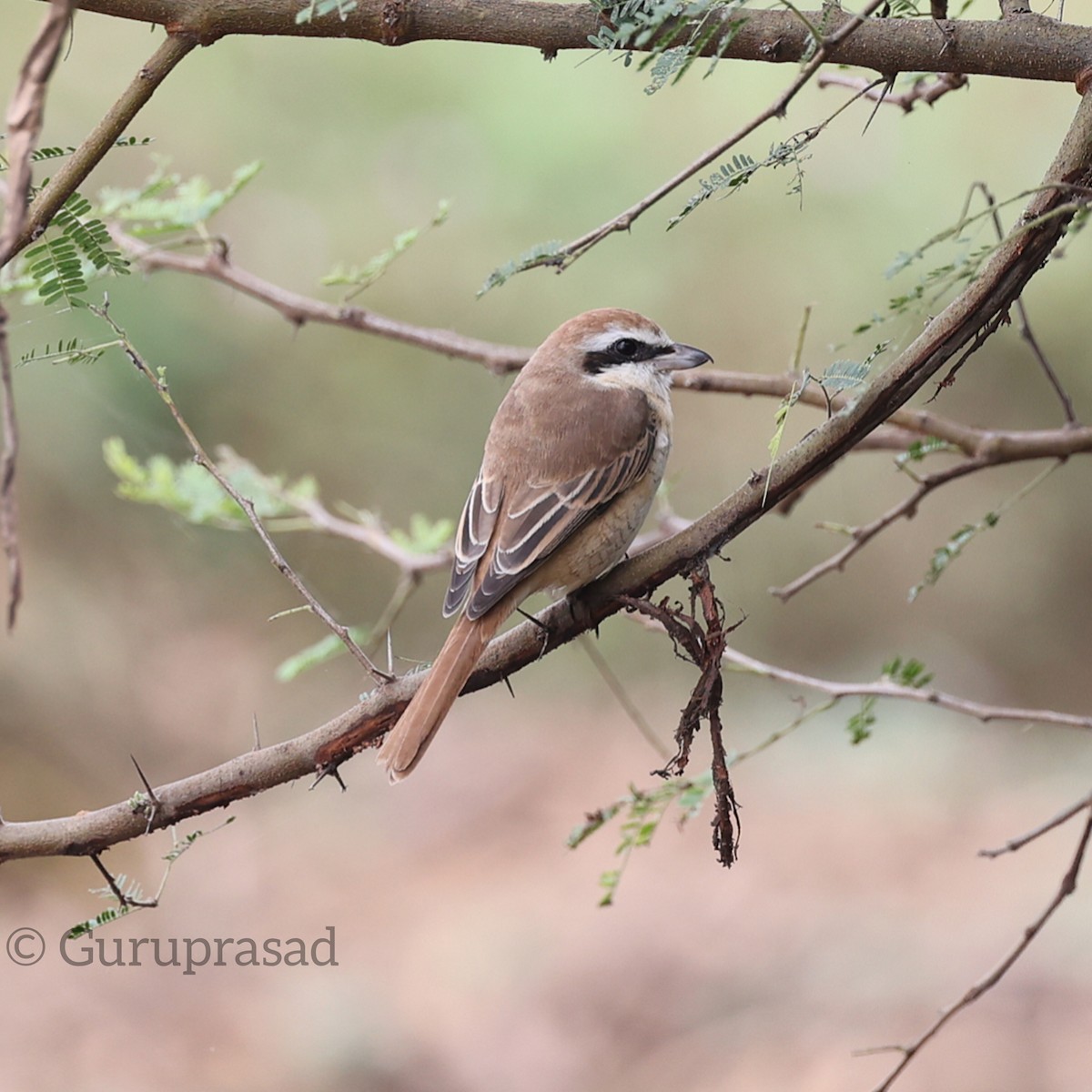 Brown Shrike - ML646401770