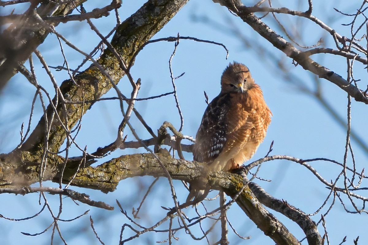 Red-shouldered Hawk - ML646401771