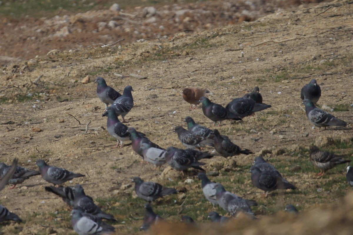 Rock Pigeon (Feral Pigeon) - ML646401775