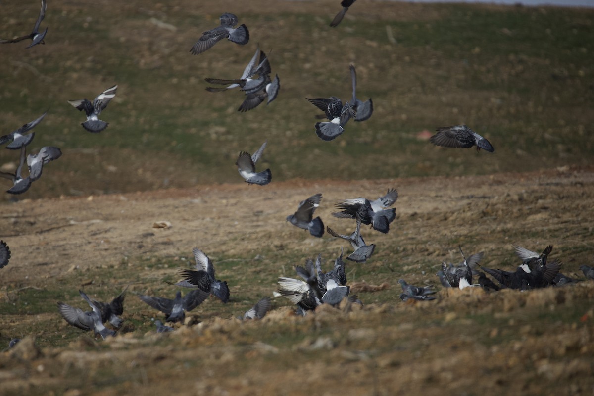 Rock Pigeon (Feral Pigeon) - ML646401776