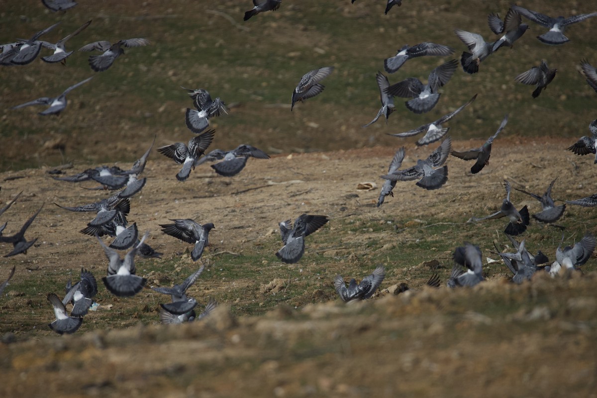 Rock Pigeon (Feral Pigeon) - ML646401777