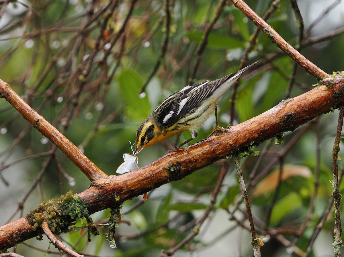 Blackburnian Warbler - ML646401778