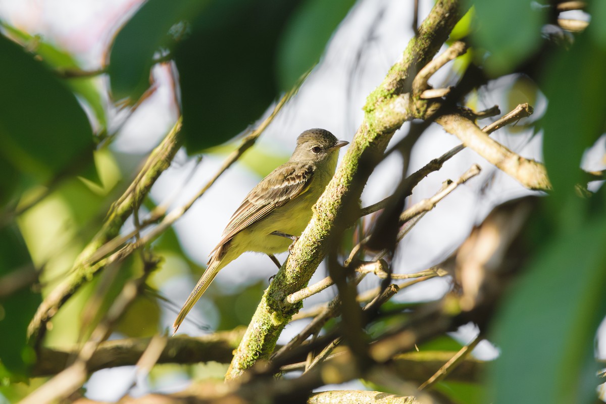 Lesser Elaenia - ML646401779
