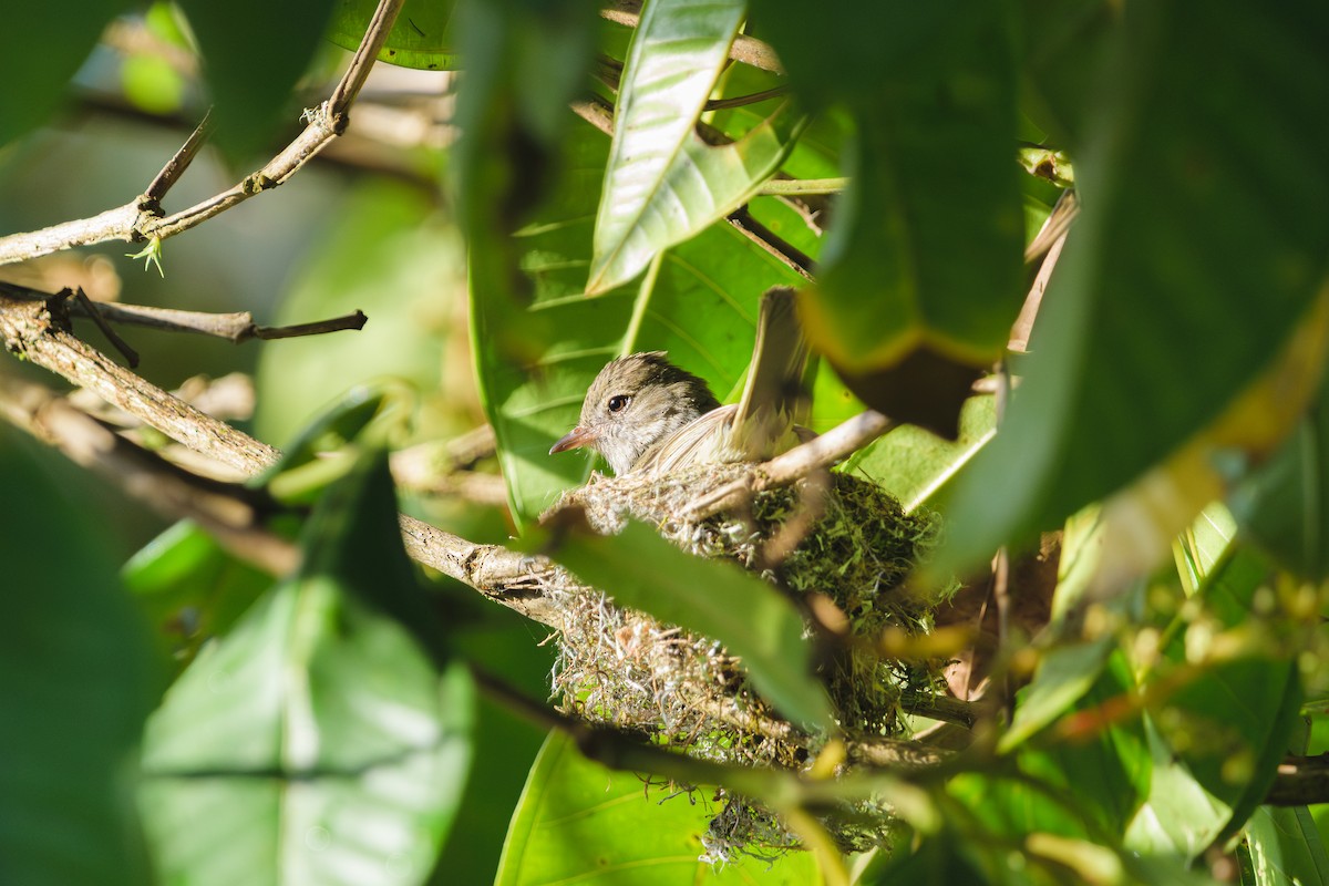 Lesser Elaenia - ML646401780