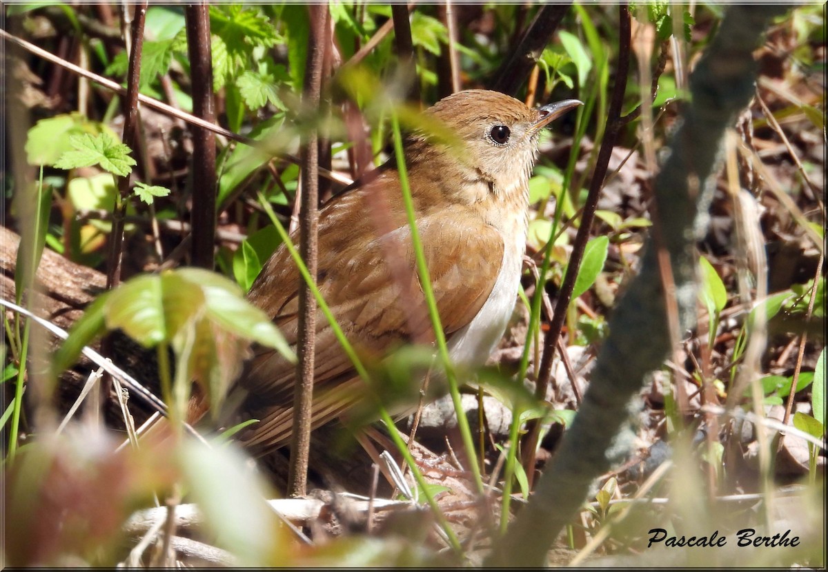 Grive fauve - ML646401782