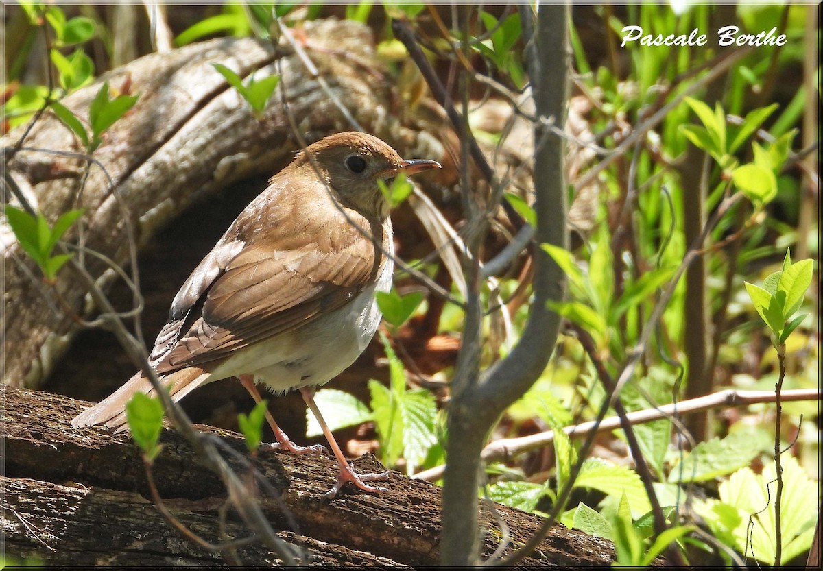 Grive fauve - ML646401783