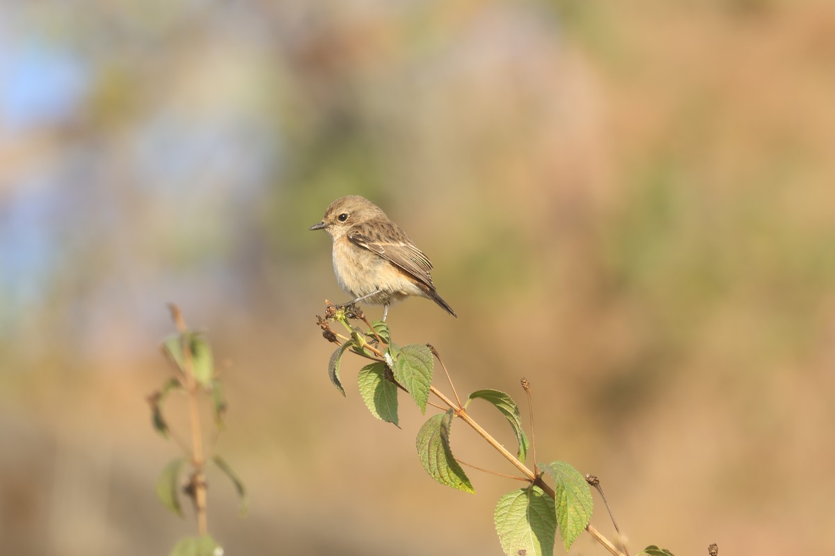 Siberian Stonechat - ML646401785