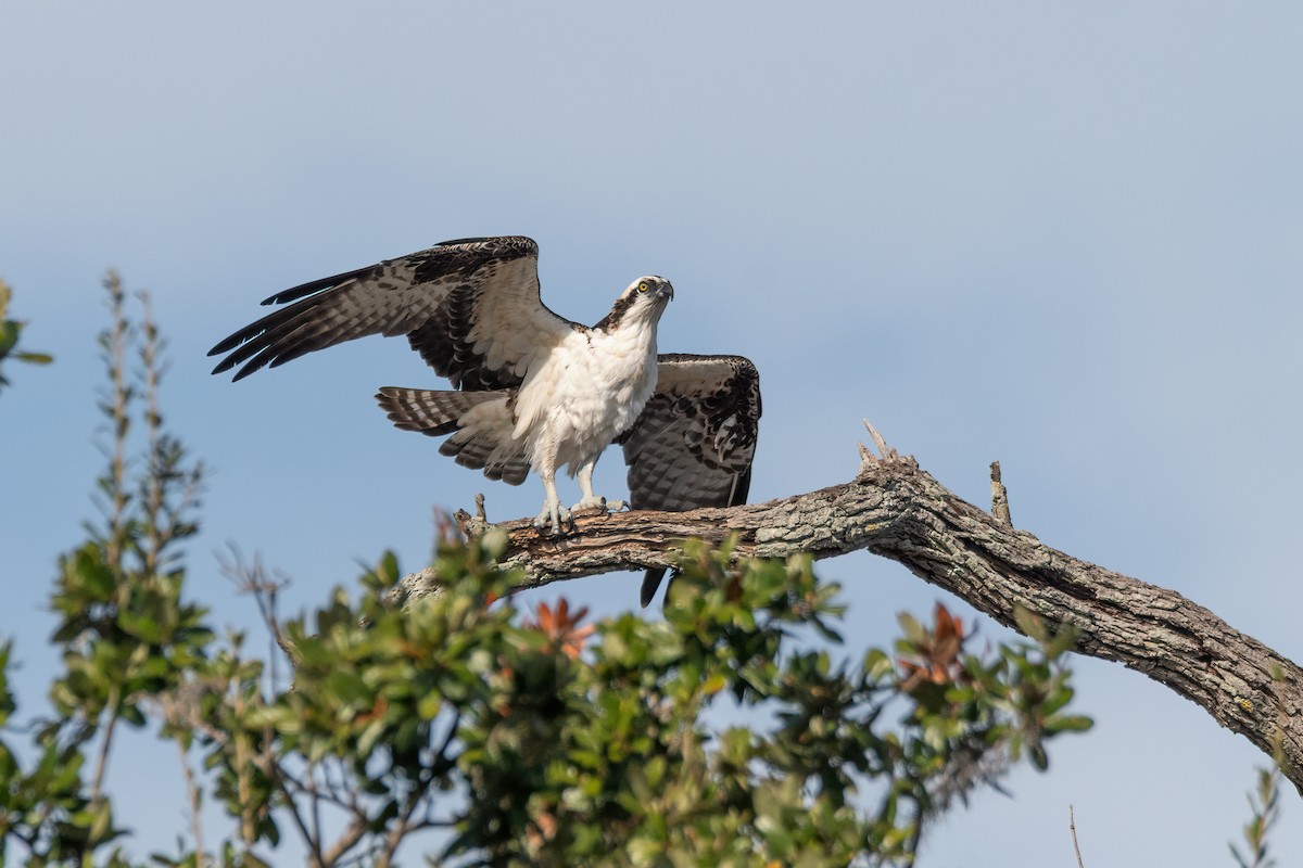 Osprey - ML646401787