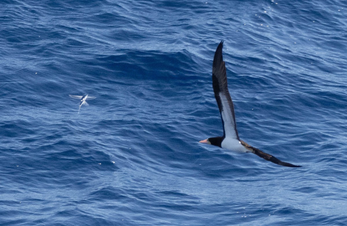 白腹鰹鳥 - ML646401788