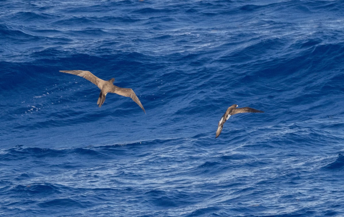 白腹鰹鳥 - ML646401789