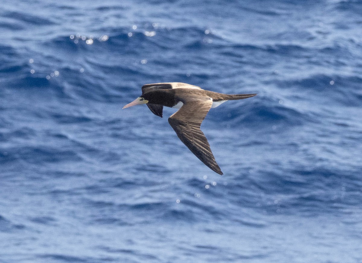 白腹鰹鳥 - ML646401790