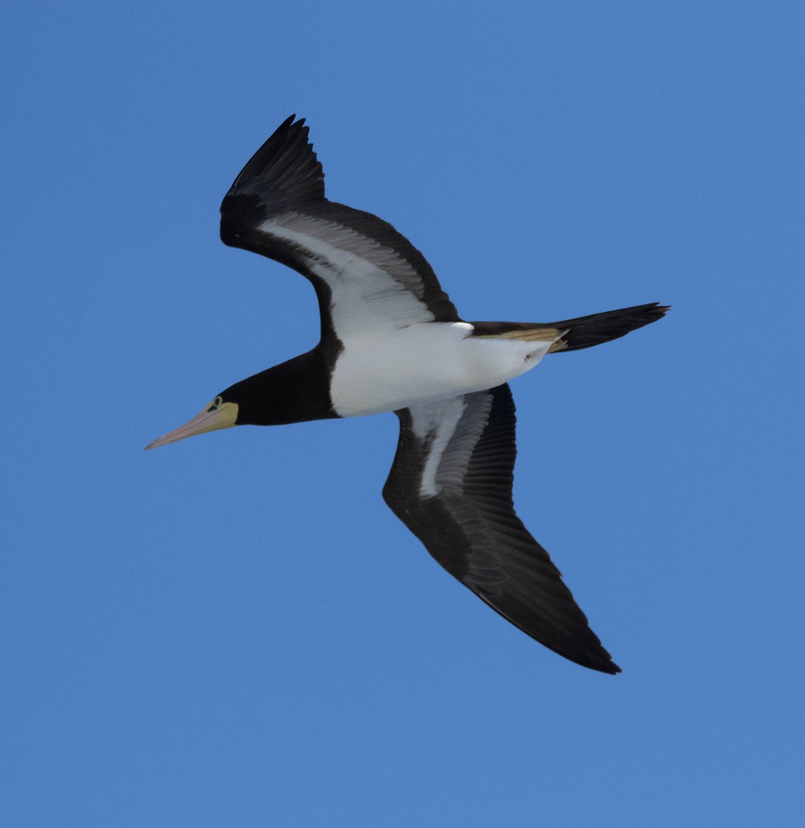 白腹鰹鳥 - ML646401791