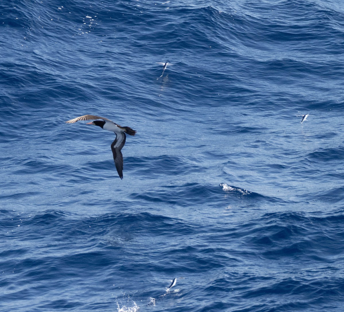 白腹鰹鳥 - ML646401792