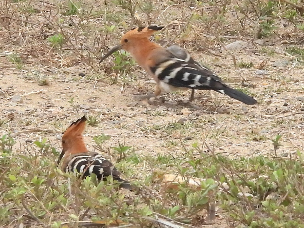 Madagascar Hoopoe - ML646401793