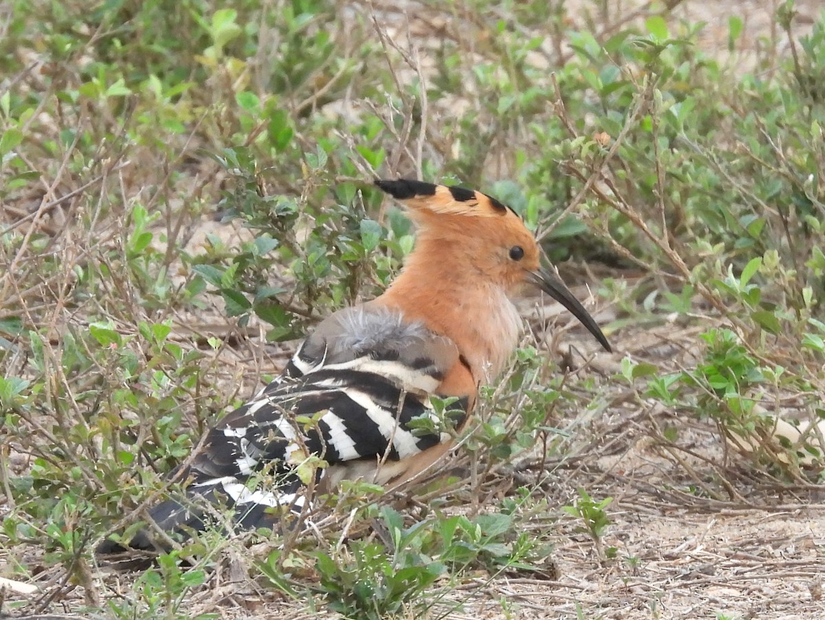 Madagascar Hoopoe - ML646401794