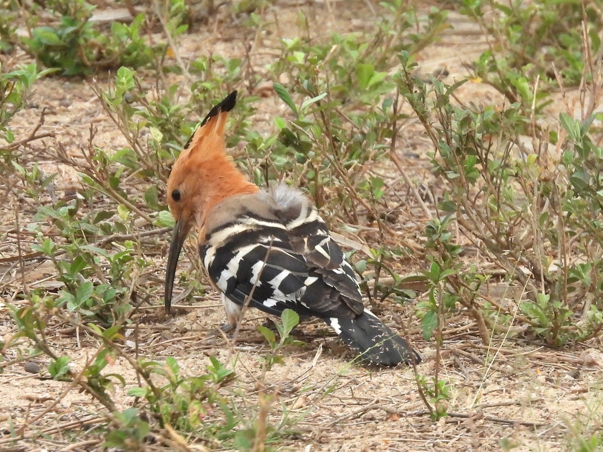 Madagascar Hoopoe - ML646401795