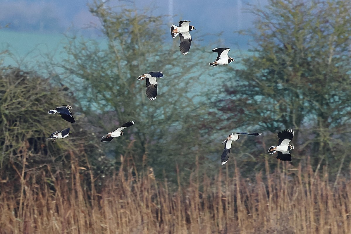 Northern Lapwing - ML646401801