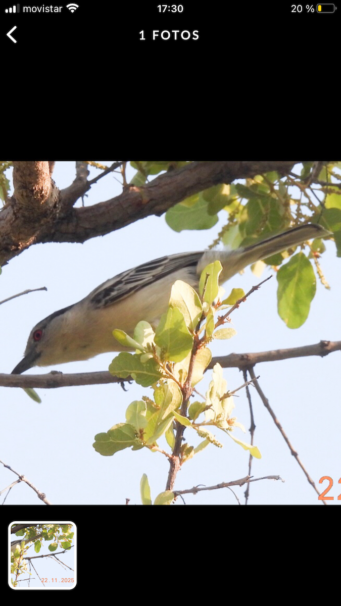 Black-backed Puffback - ML646401812