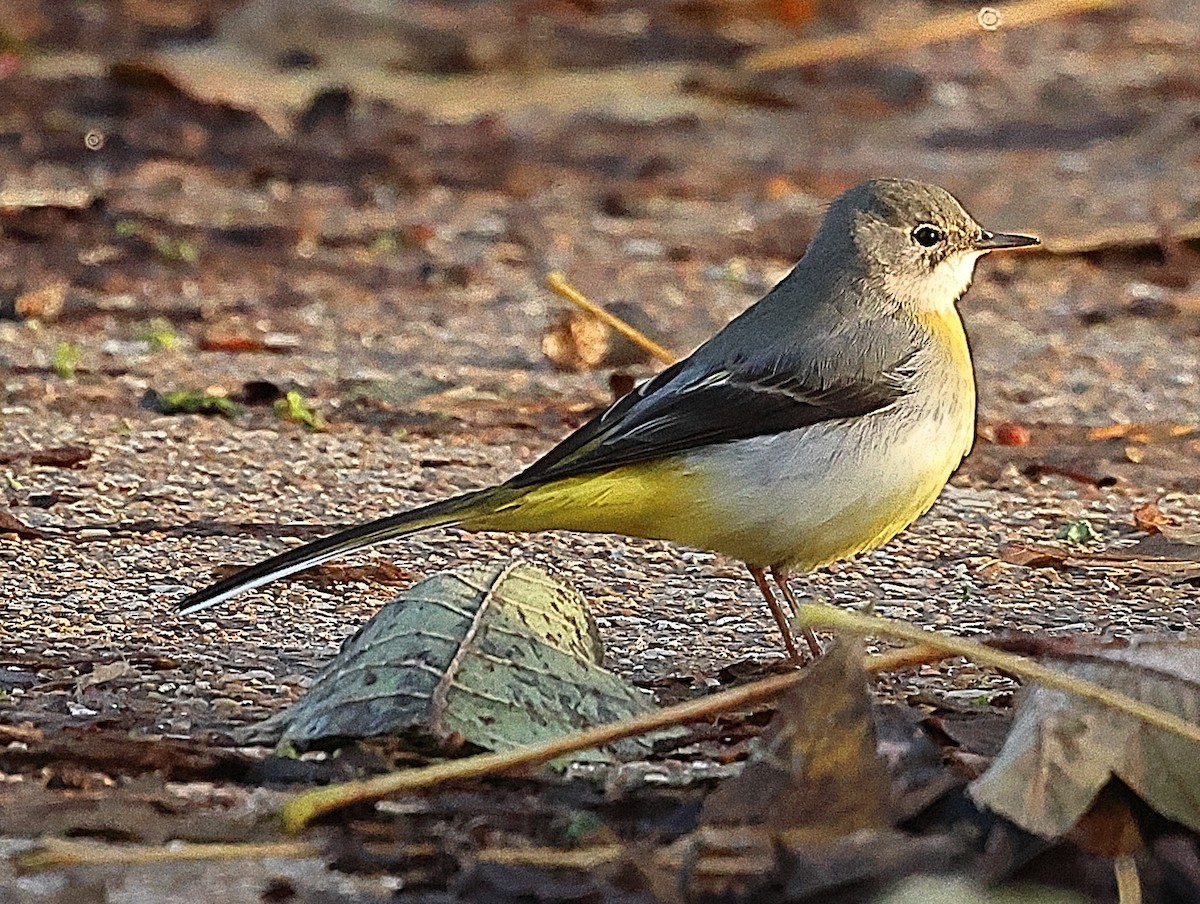 Gray Wagtail - ML646401813