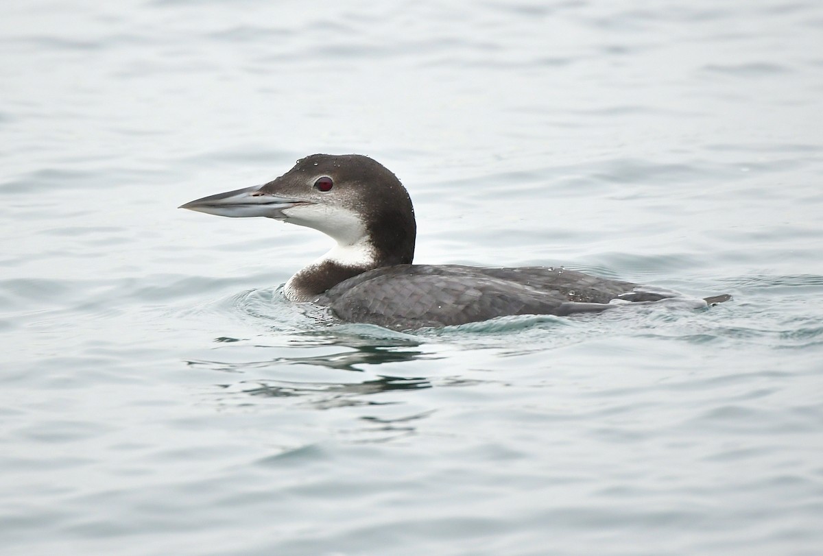 צוללן צפוני - ML646401814
