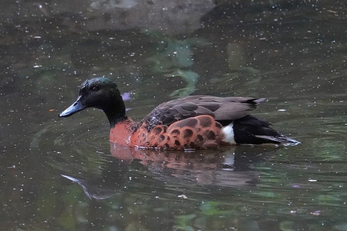 Kızıl Çamurcun - ML646401822