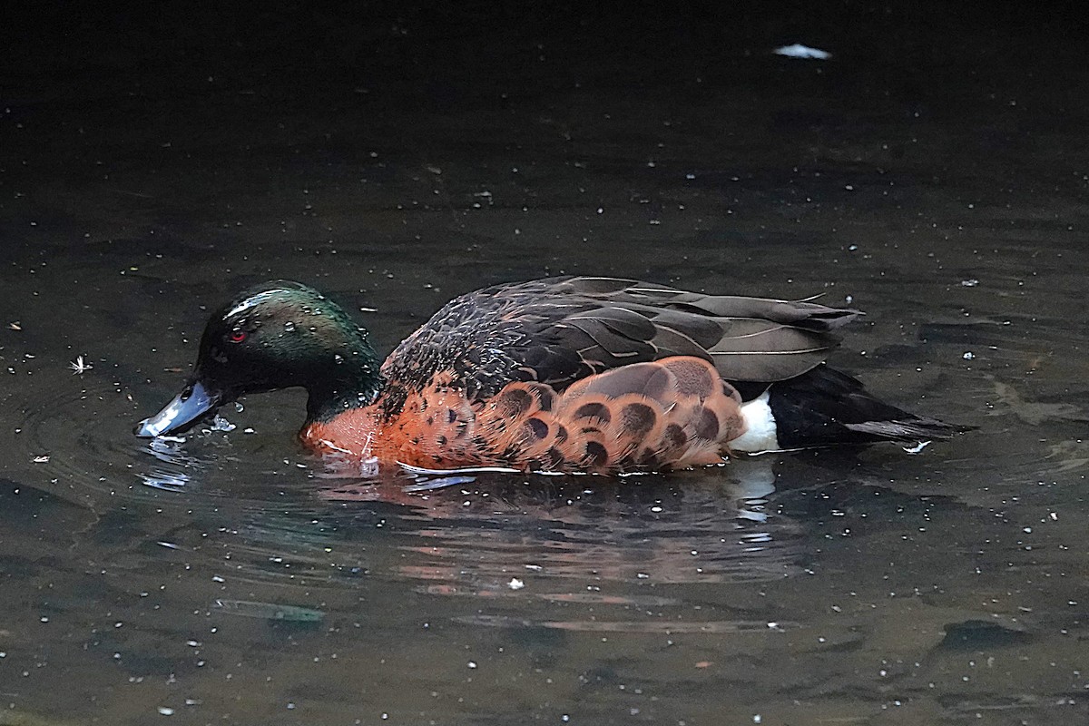 Kızıl Çamurcun - ML646401823