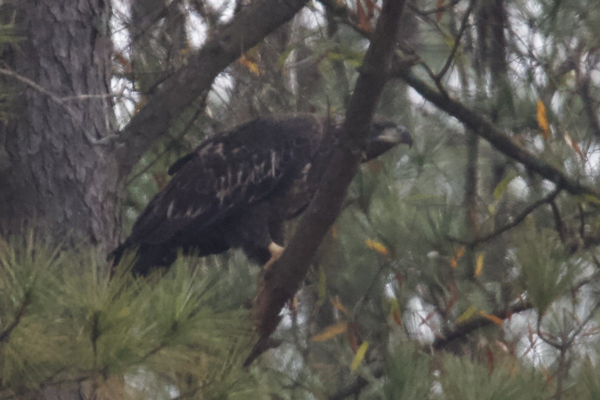 Bald Eagle - ML646401824