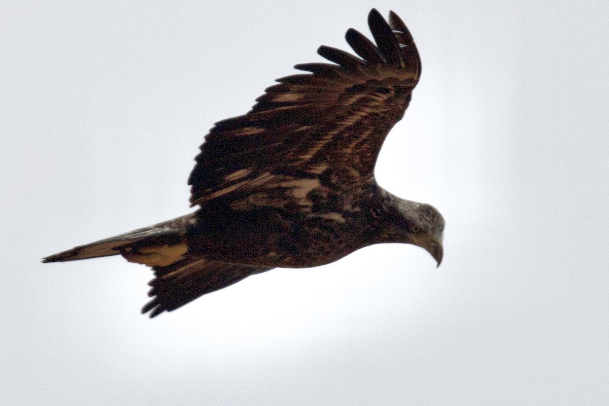Bald Eagle - ML646401825