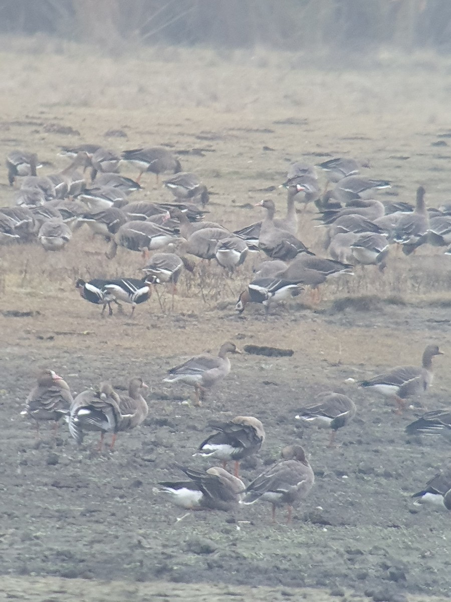 Red-breasted Goose - ML646401826