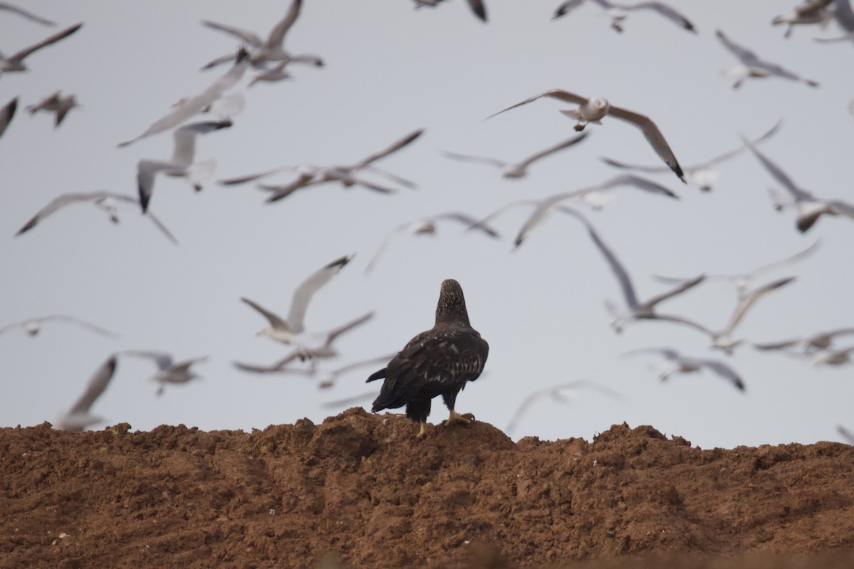 Bald Eagle - ML646401827