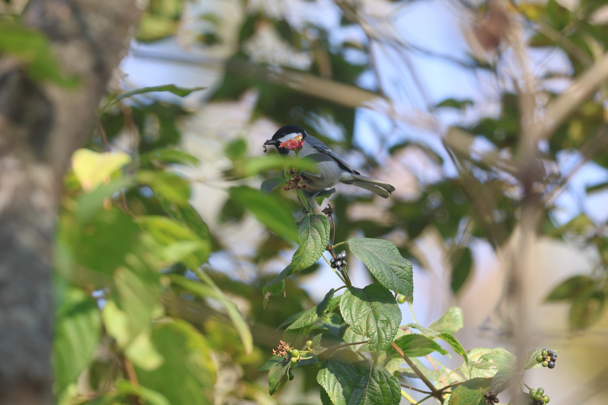 白頰山雀 - ML646401828