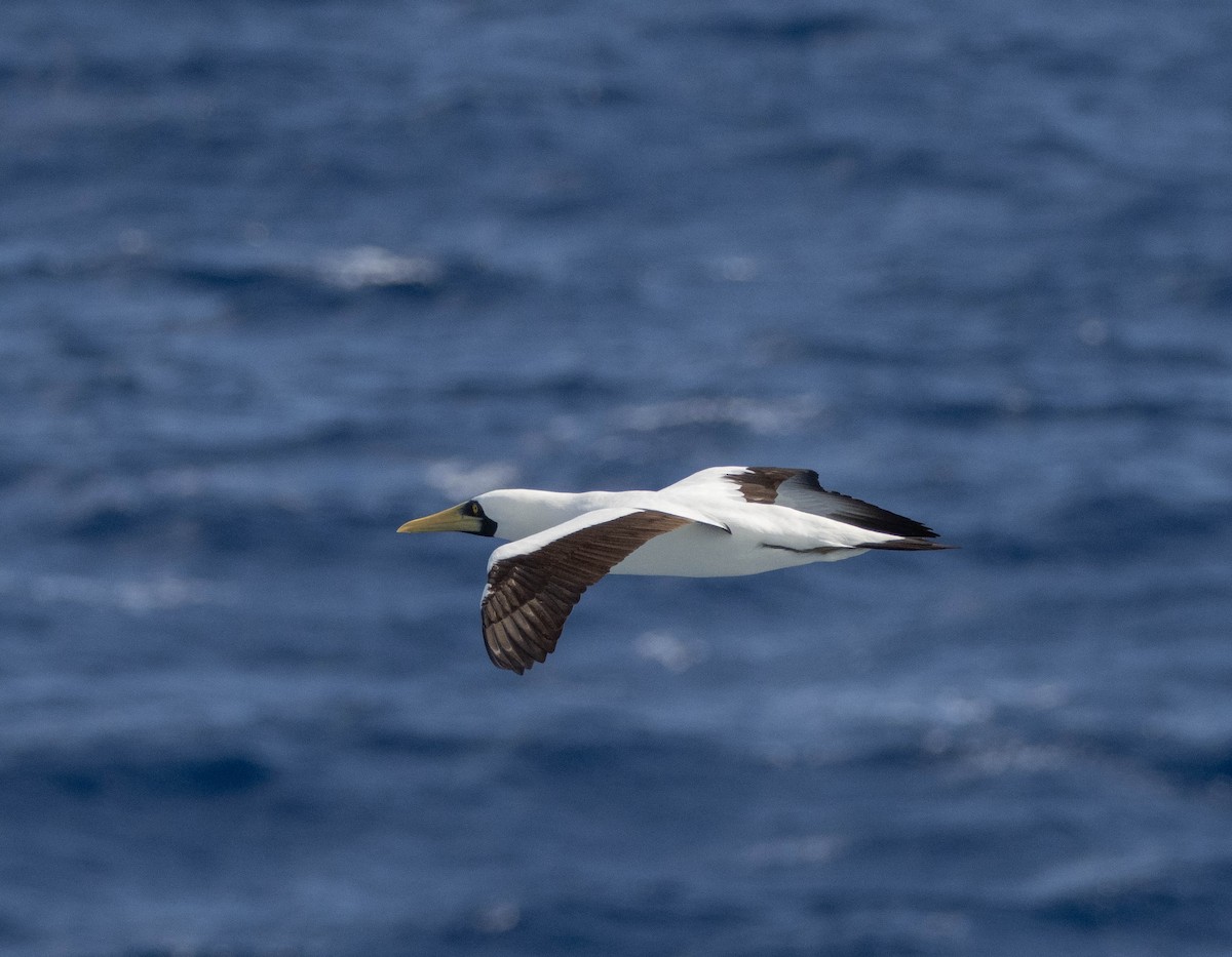 藍臉鰹鳥 - ML646401830