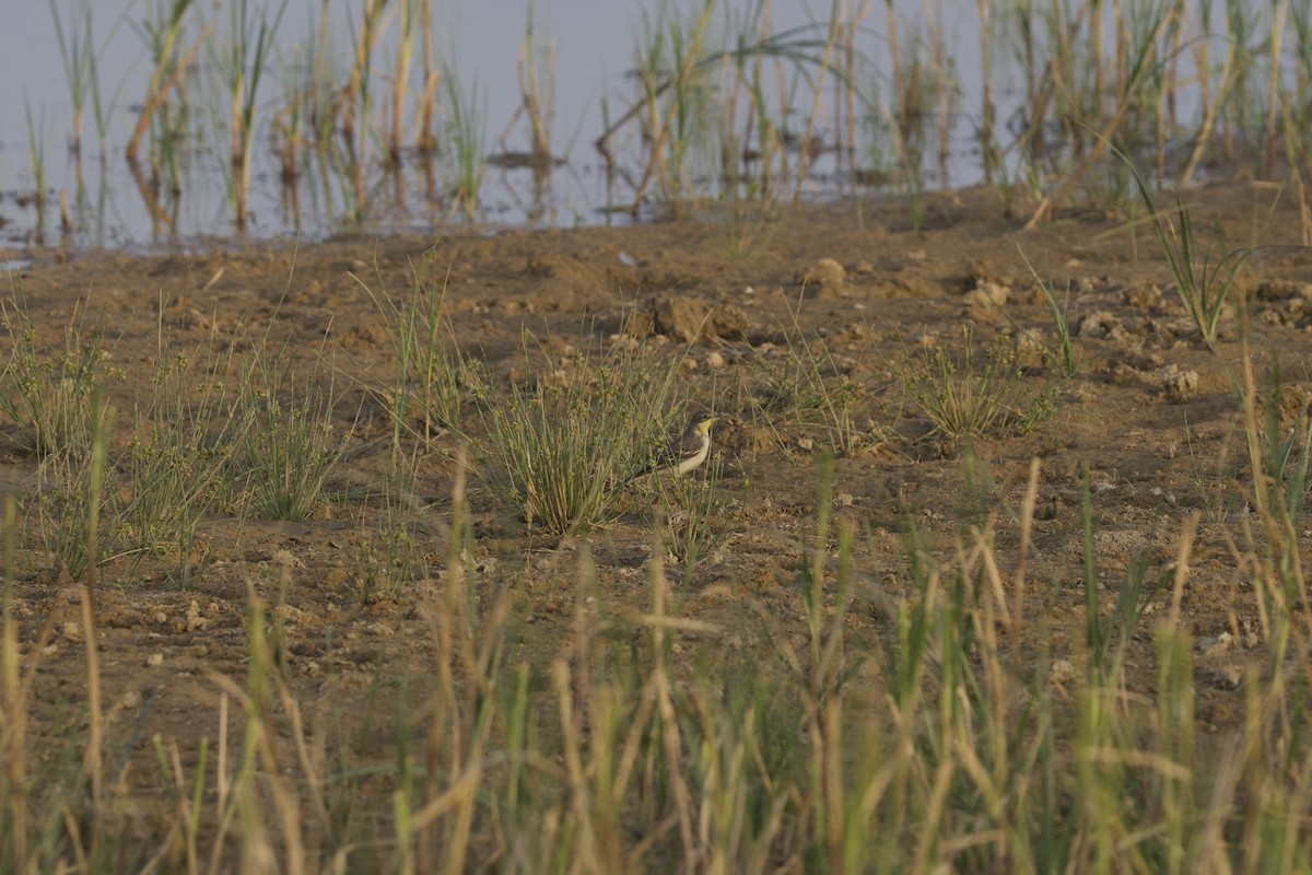 Western/Eastern Yellow Wagtail - ML646401832