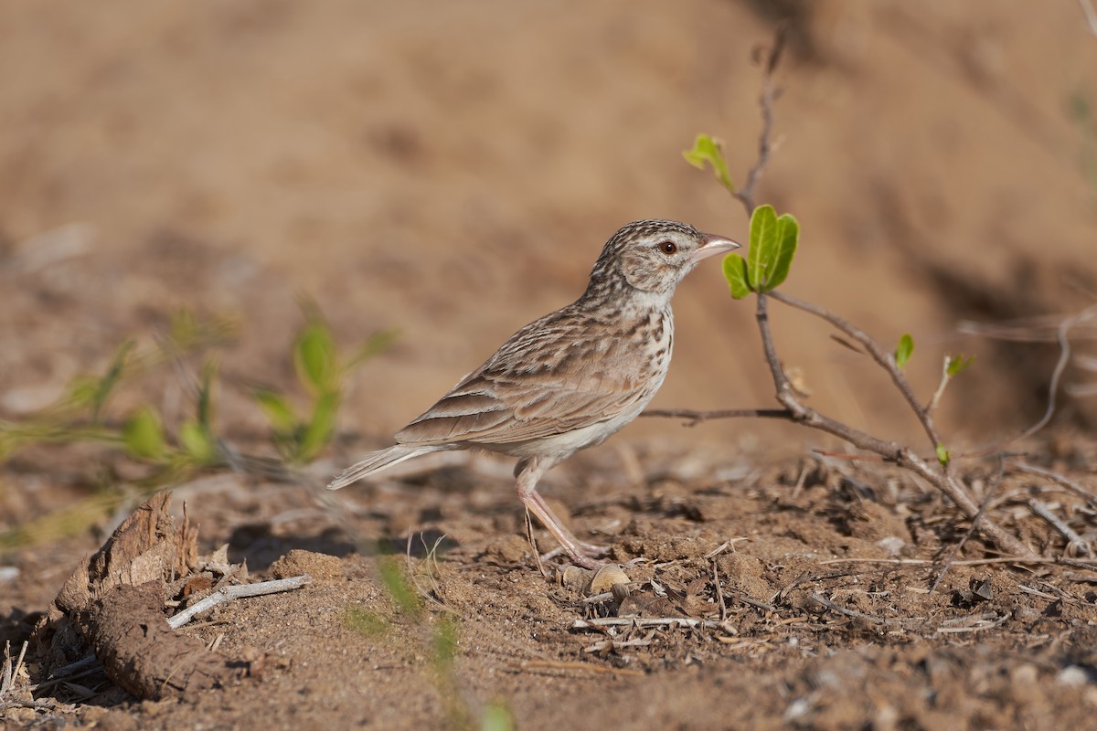 Madagascar Lark - ML646401835