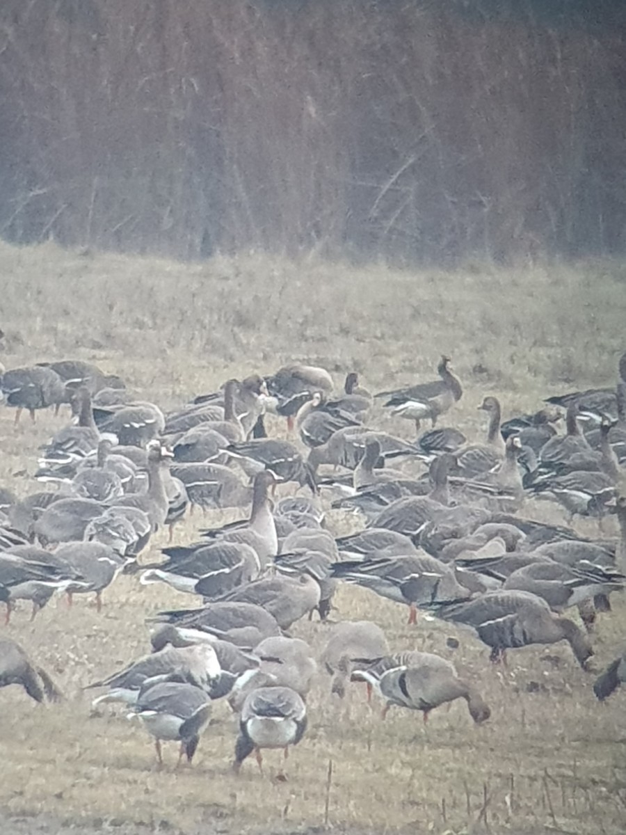 Пискулька - ML646401836