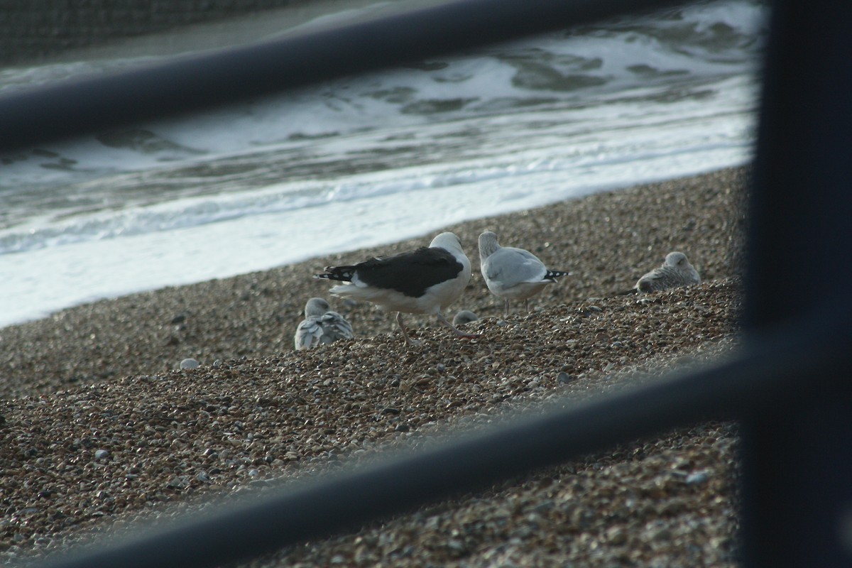 Great Black-backed Gull - ML646401837