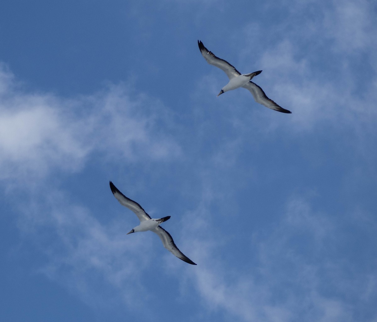 藍臉鰹鳥 - ML646401839