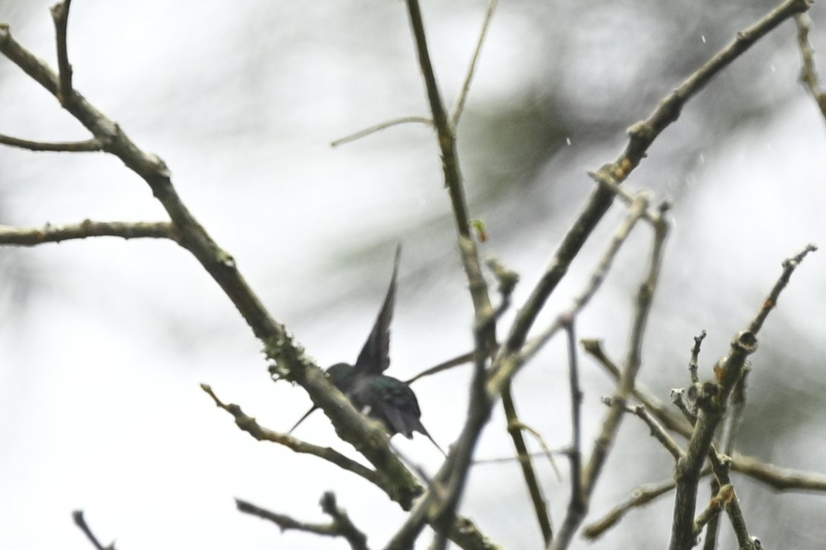 Long-billed Starthroat - ML646401840