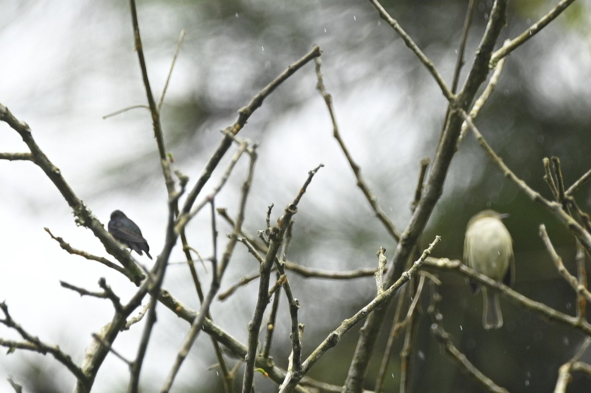 Long-billed Starthroat - ML646401841